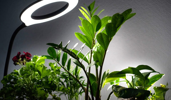 Comment Utiliser Des Lampes De Croissance Pour Les Plantes D’Intérieur